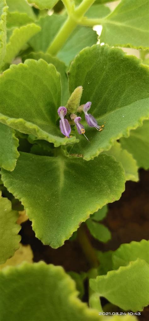 Coleus amboinicus. The other name is Mexican mint flower in 2021 | Plant leaves, Mint flowers ...