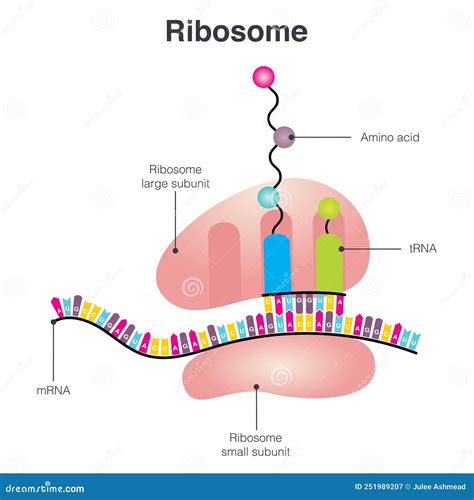 Ribosome Diagram Scientific Vector Stock Vector - Illustration of biology, science: 251989207