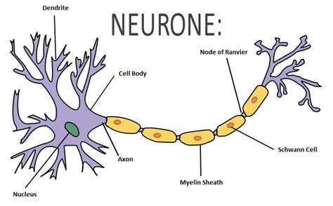 Draw a diagram of the human nerve cell. Justify its shape with regards to its function.