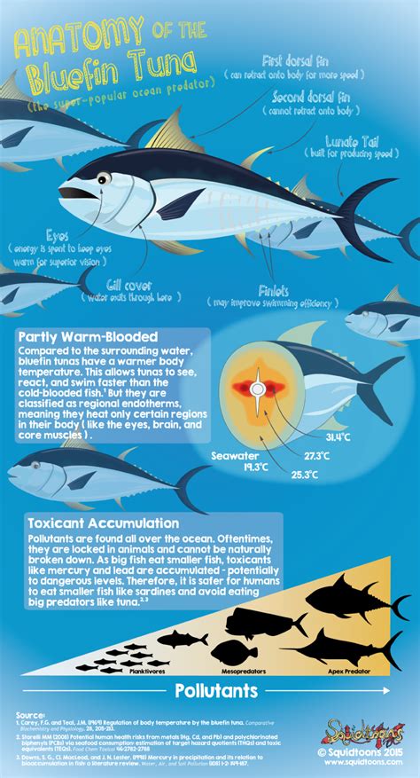 Anatomy of the Bluefin Tuna (Thunnus thynnus) | Marine biology, Bluefin tuna, Animal science