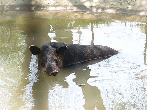 The Online Zoo - Baird's Tapir