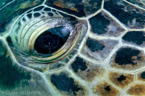 Seaturtle eye - mokasinvest