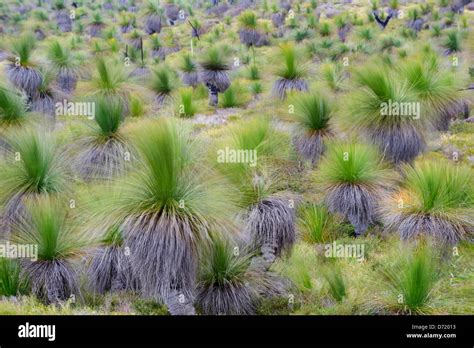 Landscape with grass trees in Western Australia Stock Photo - Alamy