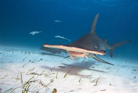 Hammerhead Shark Facts - Animals of the Ocean - WorldAtlas.com