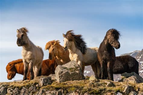 Icelandic Horses. the Icelandic Horse is a Breed of Horse Created in Iceland Stock Image - Image ...