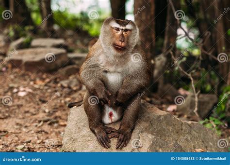 Portrait of a Wild Monkey. a Selfie of a Monkey. Macaque Looks at the Camera. Wild Primates ...