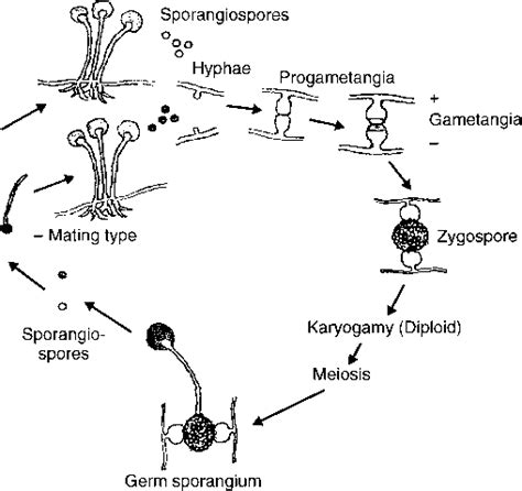 Zygospore Fungi Examples