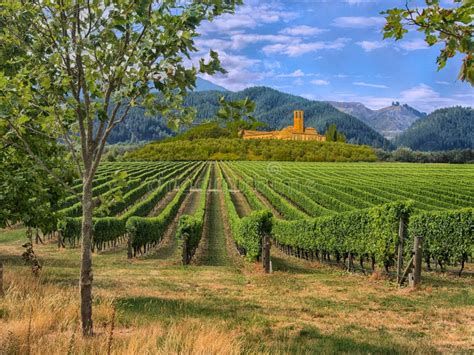 Vineyard in Tuscany, Italy stock photo. Image of estate - 106782220