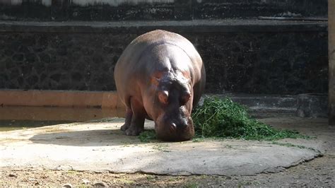 Hippo eating grass in the zoo mumbai on 21.11.16 - YouTube