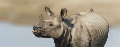 Great One-Horned Rhino | International Rhino FoundationInternational ...