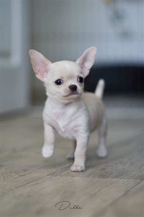 White Chihuahua Images - Pets Lovers