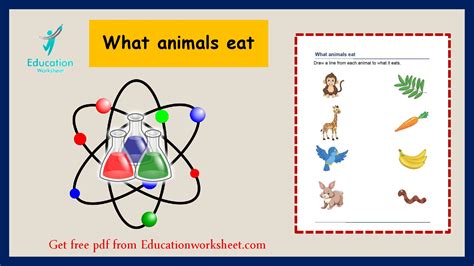 Animal Food Chain Worksheet. - Education Worksheet