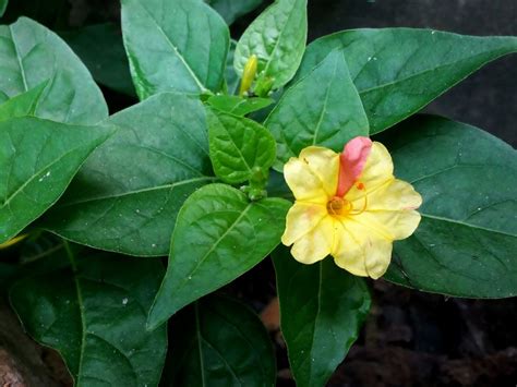 Four O'clock Flowers: How To Grow Four O'clocks