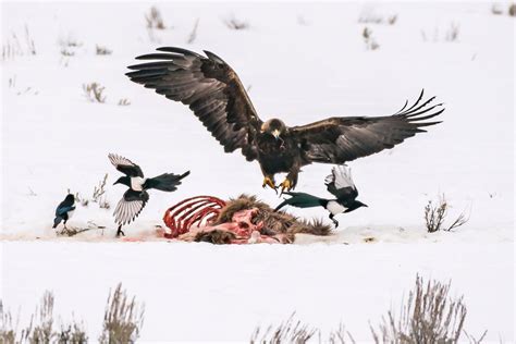 Golden Eagle Hunting Fish