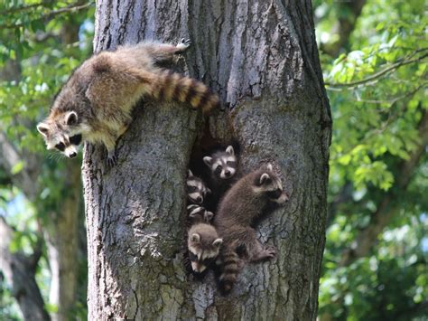 Mama Raccoon and Her Babies | Smithsonian Photo Contest | Smithsonian Magazine