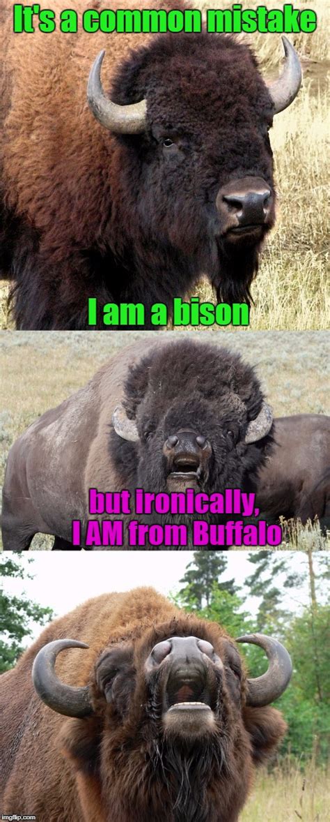 Buffalo Meme