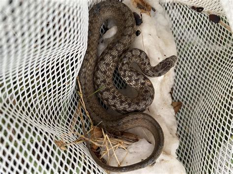 Is this a baby rat snake? Saved from pool. [Georgia] : r/whatsthissnake