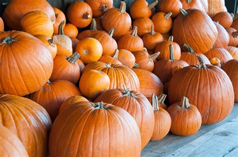 When and How to Harvest Pumpkins – P. Allen Smith