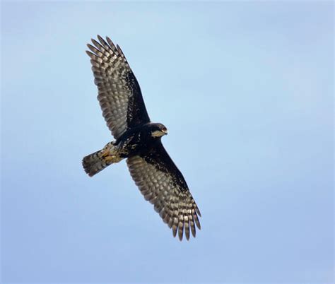 The Black Sparrowhawk - A Tenacious African Raptor