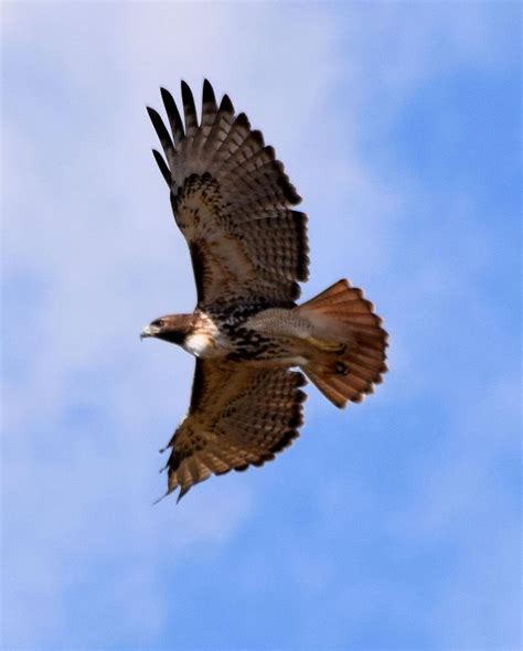 High Flying Hawk Photograph by Sheri McLeroy