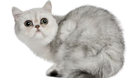 7 Fuzzy Facts About Exotic Shorthair Cats | Mental Floss