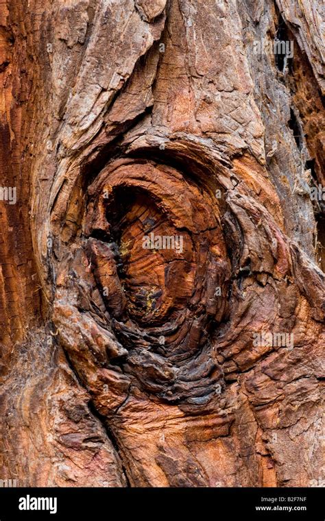 Tree bark knot hi-res stock photography and images - Alamy