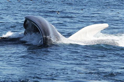 Beautiful Blue Whale Surface Feeding Photograph by Michael Peak - Pixels