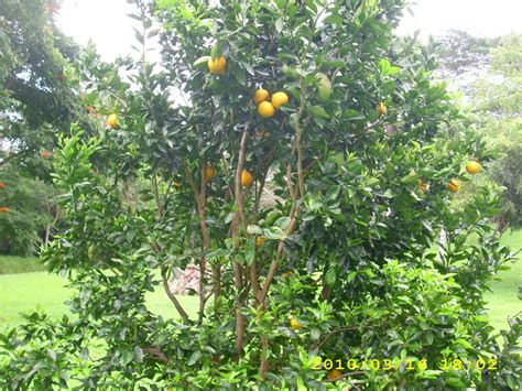 Grapefruit Tree Pictures, Information on Grapefruit Trees