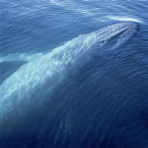 Blue whale | Facts, Habitat, & Pictures | Britannica