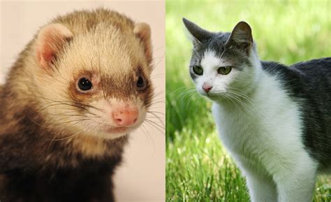 Reductress » Awww! This Cat And Ferret Are Living Together In Order to ...