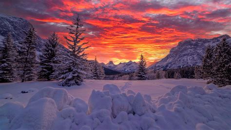 Alberta Canadian Fir Tree And Mountain With Snow During Sunset 4K HD Nature Wallpapers | HD ...