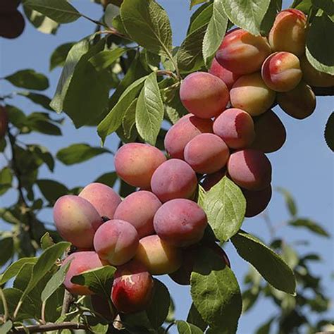 Plum 'Victoria' Tree bare root | YouGarden