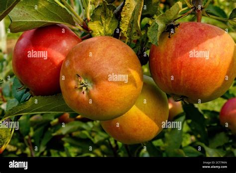 Ripe Cripps Pink apples variety on a apple tree. Ontario Canada Stock Photo - Alamy