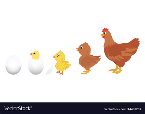 Chicken evolution of egg Royalty Free Vector Image