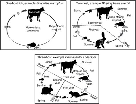 5. Life cycle of hard ticks. | Download Scientific Diagram