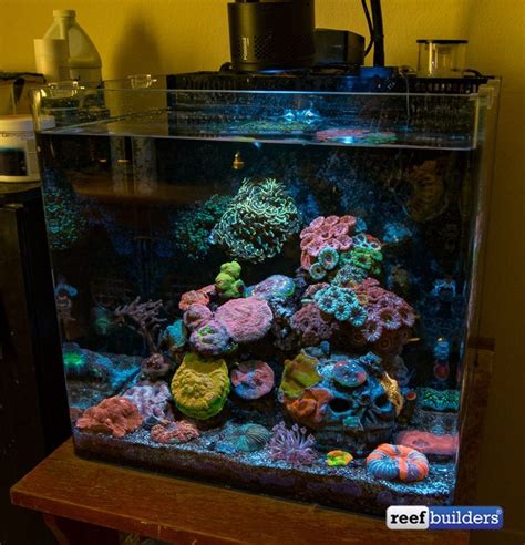 Coral reef | Aquarium fish tank, Saltwater aquarium fish, Aquarium