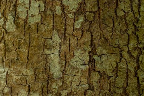 Premium Photo | Wood tree trunk texture