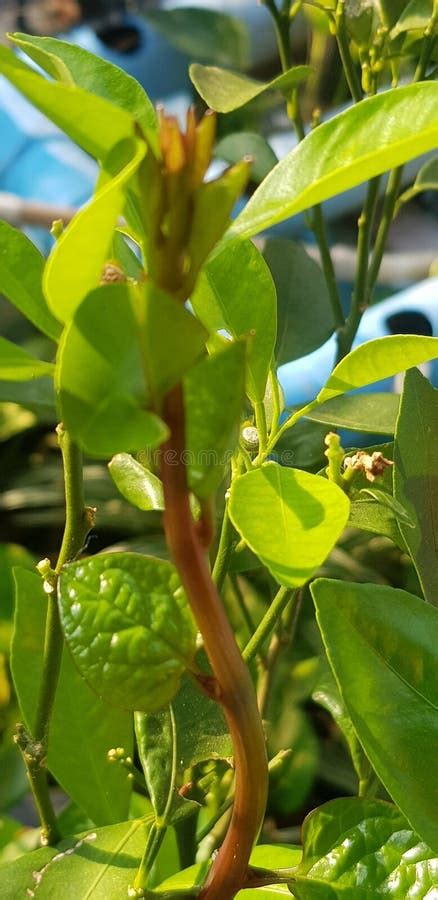 The Binahong Plant that Vines on the Orange Tree that Lives in Front of My Terrace Stock Photo ...