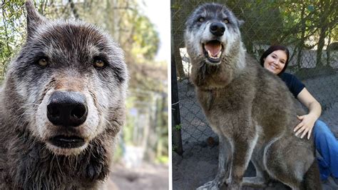 Wolfdog hybrid gains online fame at Florida sanctuary | Fox News