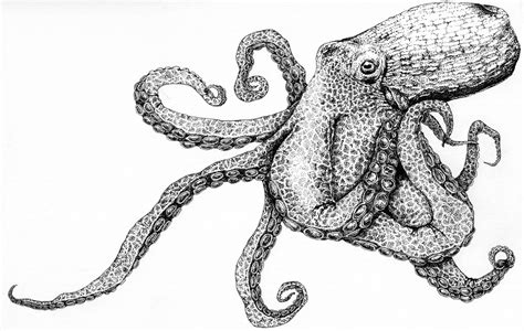 Giant Pacific Octopus Anatomy