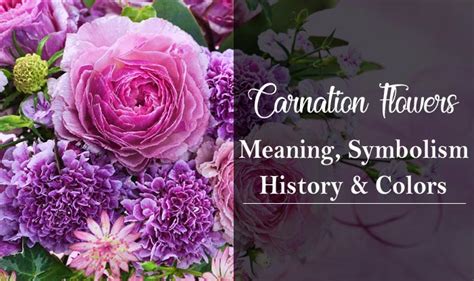 Carnation Color Meanings - Photos Cantik