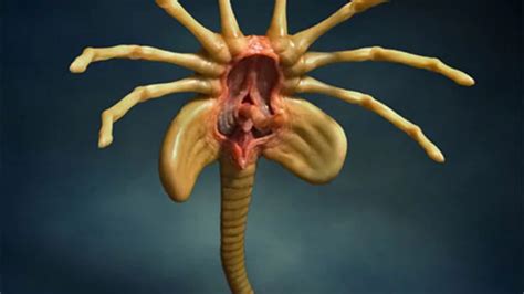 Facehugger Alien