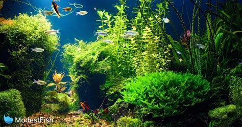 14 Best Aquarium Plants For Beginners Tested & Compared