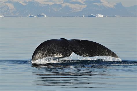 Baleen Whale Types | Hot Sex Picture