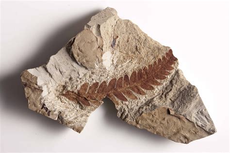 Fossils help scientists build a picture of the past—and present | Smithsonian Insider