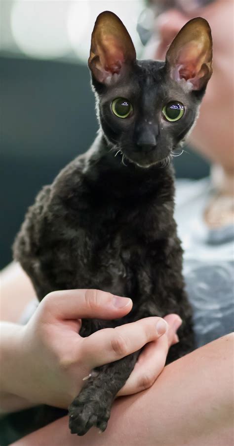 Health Problems in Cornish Rex Cats - Annie Many