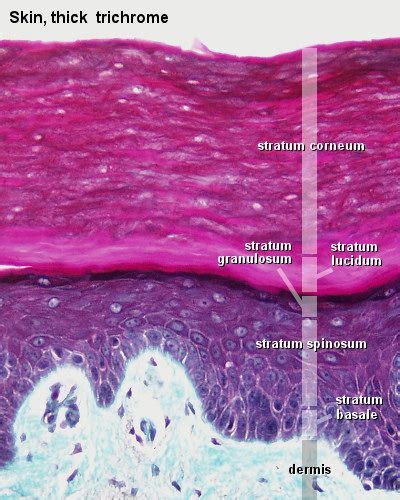 Layers Of The Epidermis Stratum Granulosum