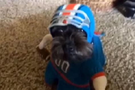 Total Pro Sports This Dog in Football Gear is the Cutest Thing You'll See All Day (Vine)