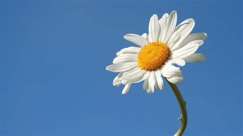 Daisies Wallpaper Phone at Charles Pope blog