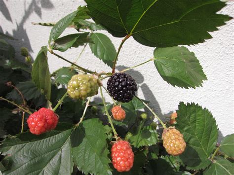 YouTube: Pruning Blackberries in 3 Steps - Gardenerd